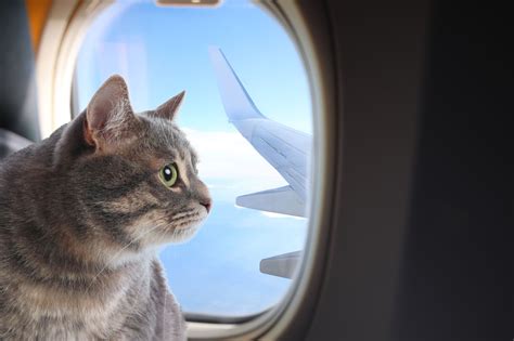 비행기 결항, 그리고 우주에서 만나는 고양이